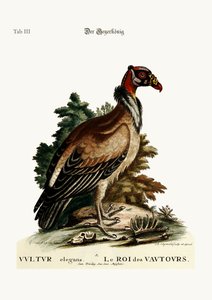 ハゲワシの王、1749-73